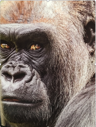 A silverback Grauers gorilla, the largest species of gorilla in the world.