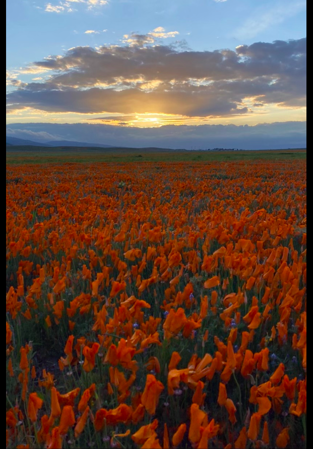 Its springtime during quarantine and the sun is setting on the Antelope Valley California Poppy Reserve. The sun shines brightly on the poppies making everything it touches glow.  