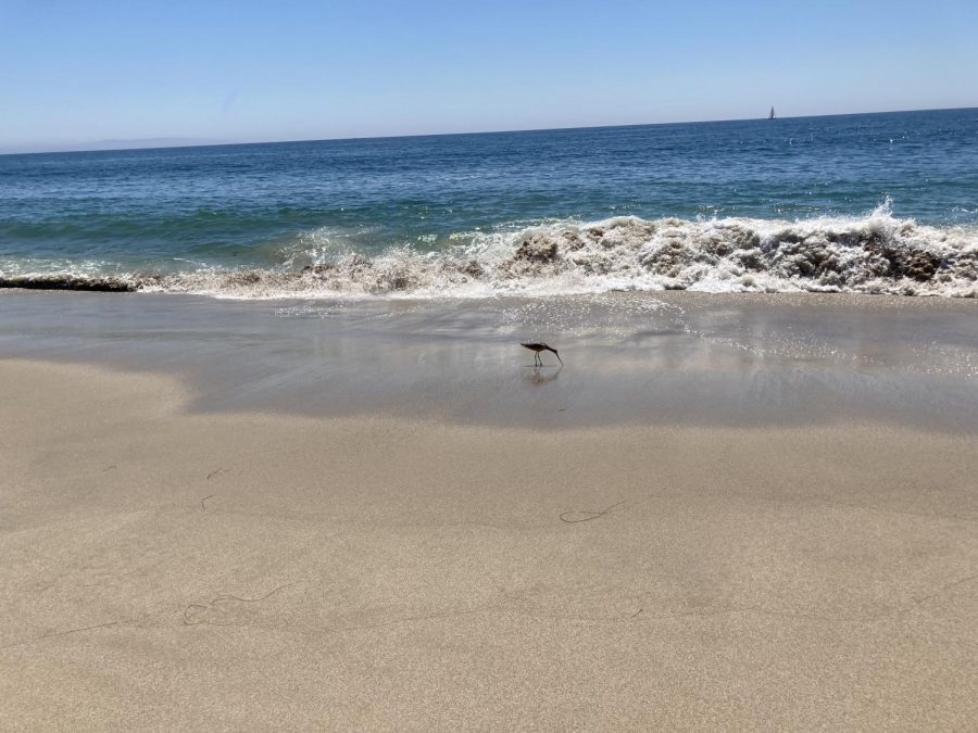 Oil+from+the+Orange+County+spill+continues+to+move+south%2C+officials+say%2C+leaving+the+birds+at+this+Topanga+State+Beach+north+of+Santa+Monica+safe+for+now.