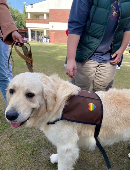 Bowie, a service dog brought in by deToledo’s Protecting Animal Wellness (PAW) club, was a student favorite at the 4th Annual Mental Health Fair Nov. 19, 2021.