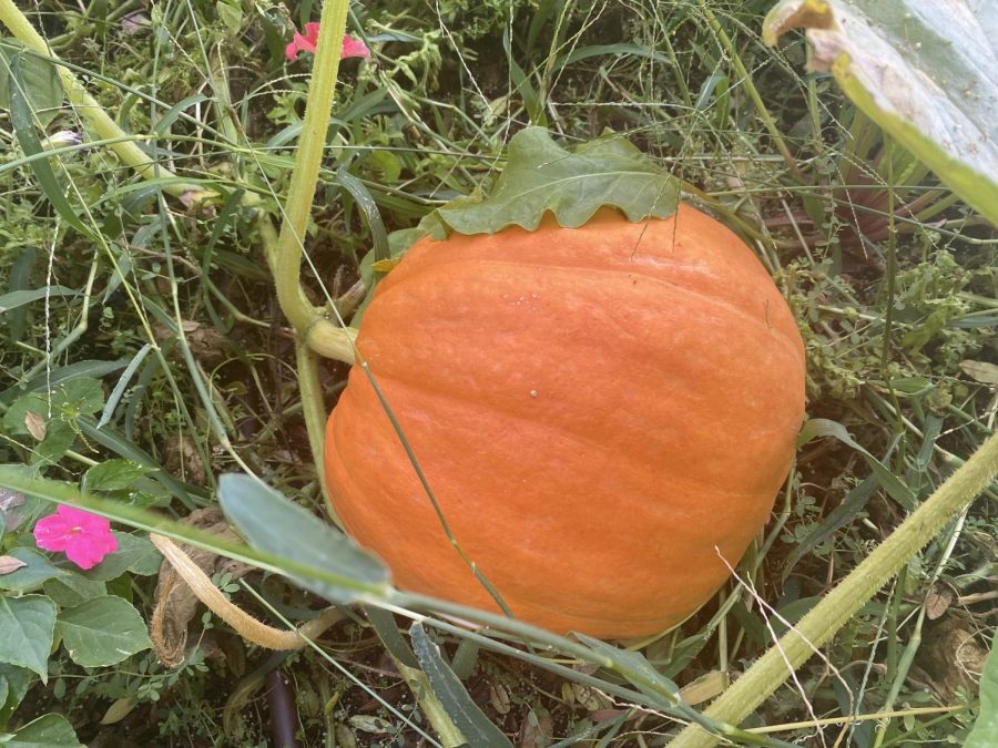 In+environment+class+last+June%2C+we+planted+pumpkins.+I+went+back+to+the+garden+Sept.+9%2C+2022%2C+and+found+this+beautiful+big+pumpkin.+I+am+very+happy+that+what+I+planted+grew%2C+and+now+we+can+all+enjoy+this+pumpkin.