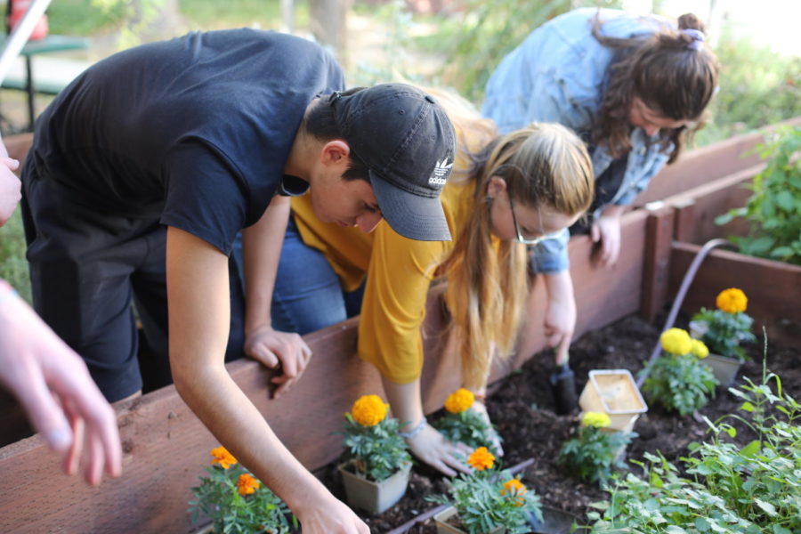 Planting Marigolds for Hope and Healing