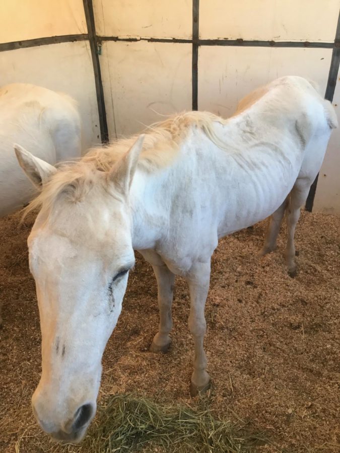 Rescued horses find safety outside fire zone
