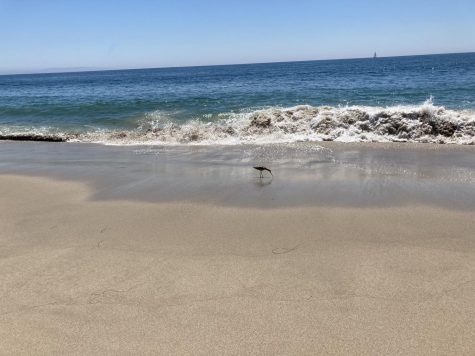 Oil from the Orange County spill continues to move south, officials say, leaving the birds at this Topanga State Beach north of Santa Monica safe for now.