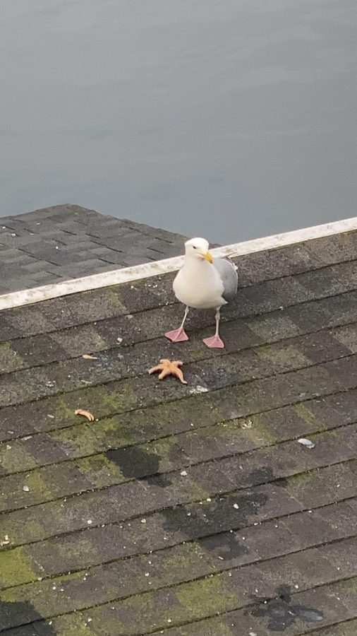 One of the funniest things was watching seagulls eat starfish. It was kind of  sad but also entertaining.  I saw one seagull eat a starfish in one bite. There were so many starfish on rocks in the water which was cool to see.( Grandvile Island, March 24,2022)
