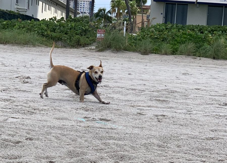 Shnitzel runs on the beach in Florida. I grew up with him and he brings me lots of joy.
